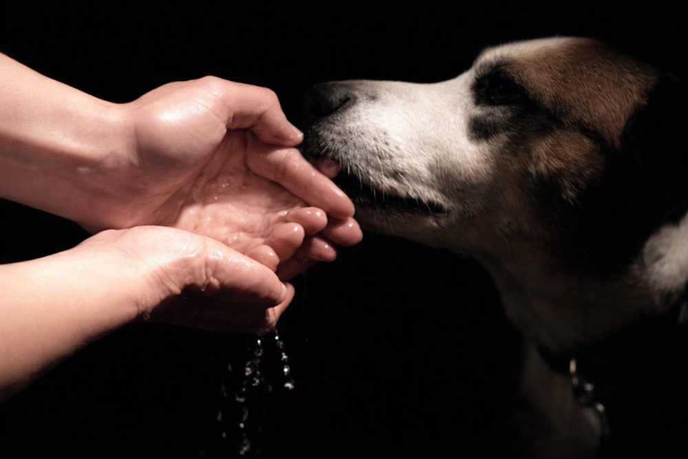 videoproyeccion_perro bebiendo y lamiendo heridas